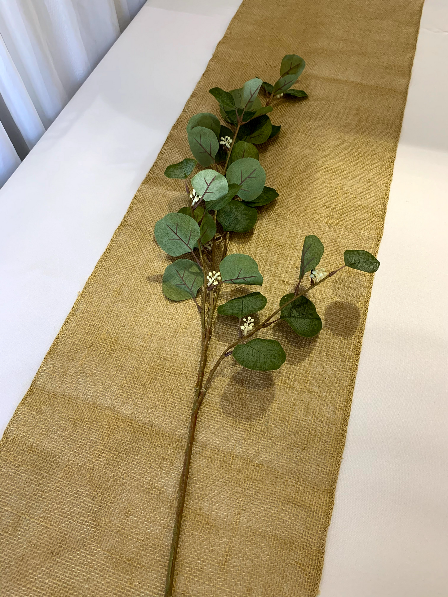 Eucalyptus Stem