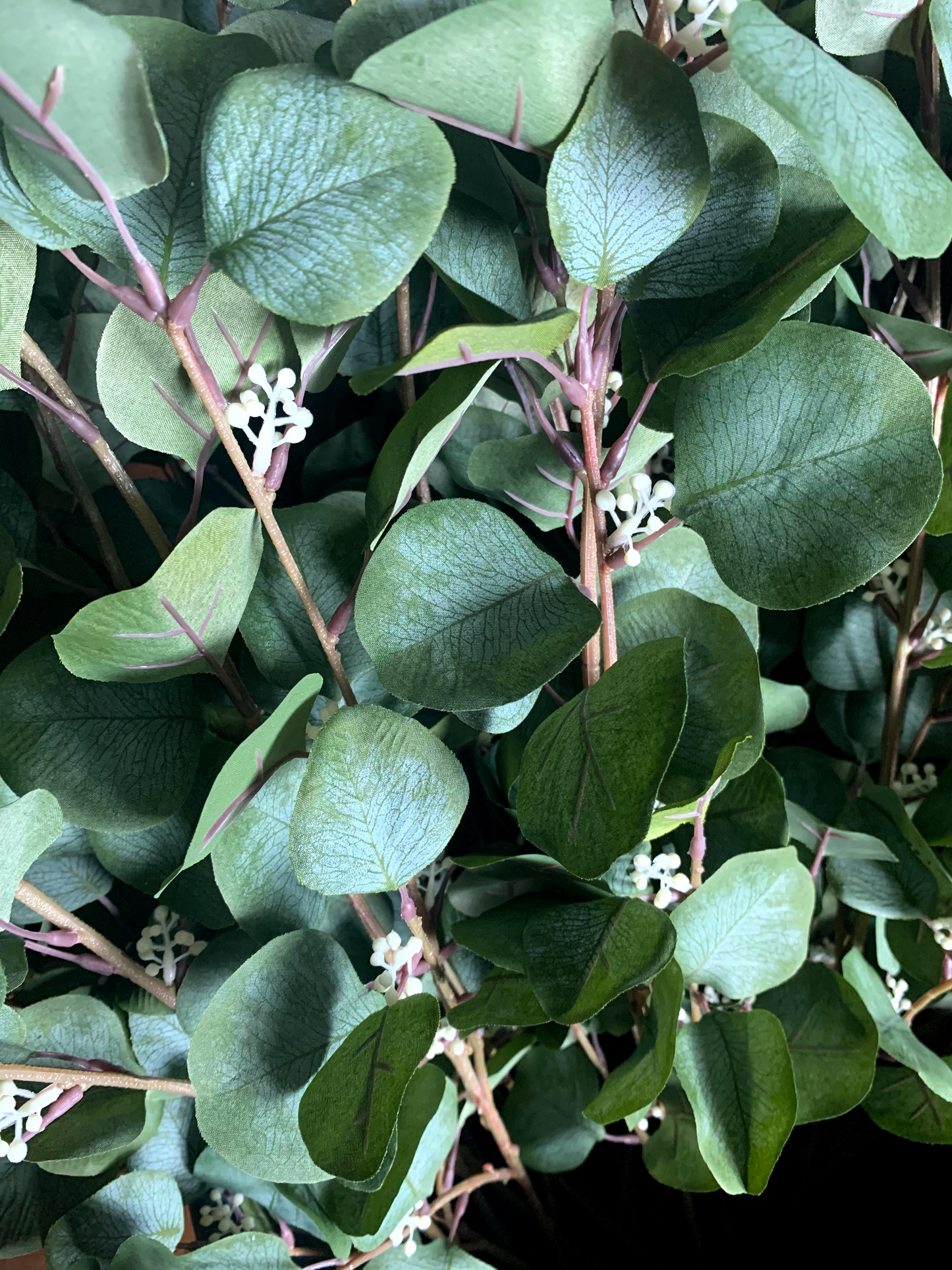 Eucalyptus Stem