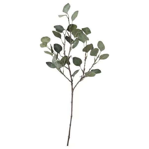 Eucalyptus Stem